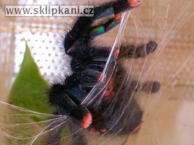 Avicularia_avicularia avicularia